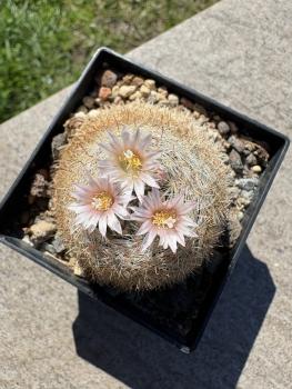 Preview: Mammillaria neobertrandiana